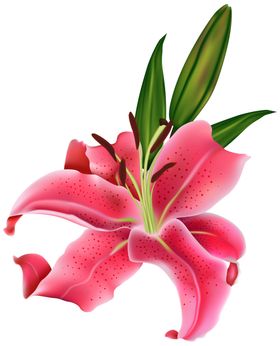 百合花