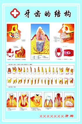 牙齿的结构