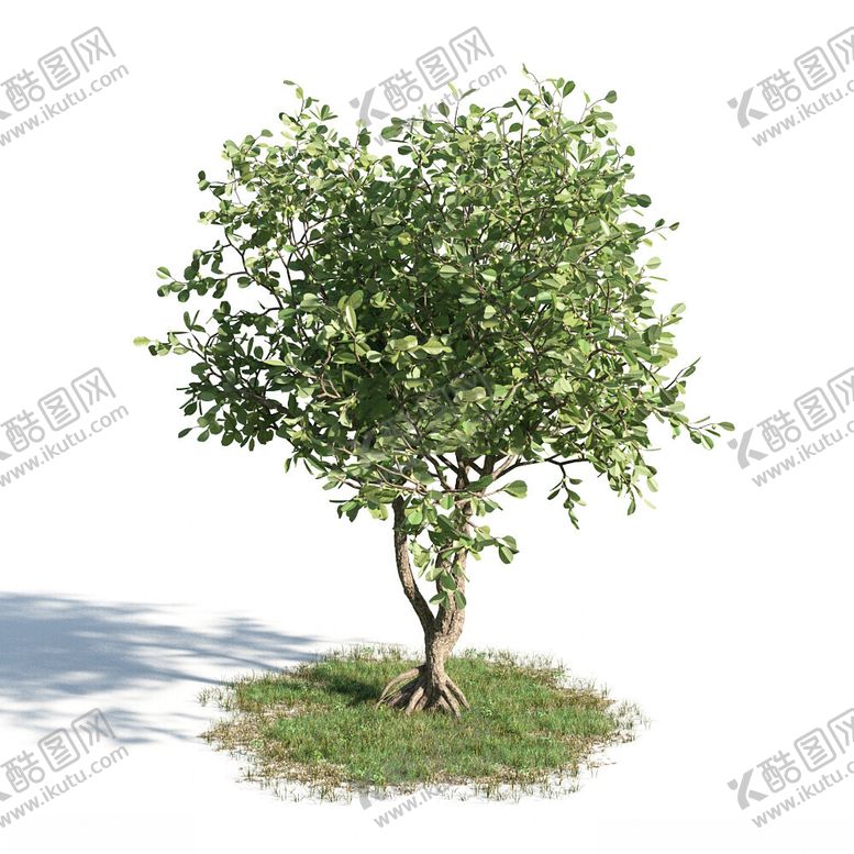 编号：29249202120351217835【酷图网】源文件下载-C4D模型绿色植物