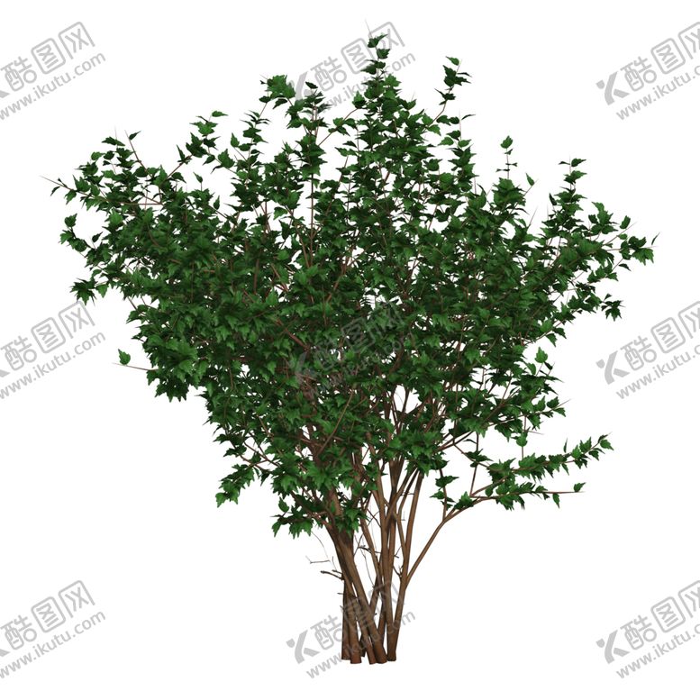 编号：72152909271721539502【酷图网】源文件下载-植物花草树木