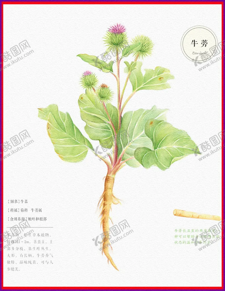 编号：14738506251831161402【酷图网】源文件下载-牛蒡