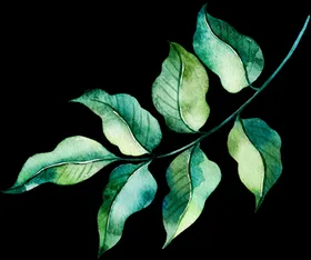 手绘叶子树植物卡通花朵春天植物素材免扣png
