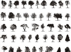 树剪影