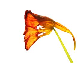 免抠背景干花枯花