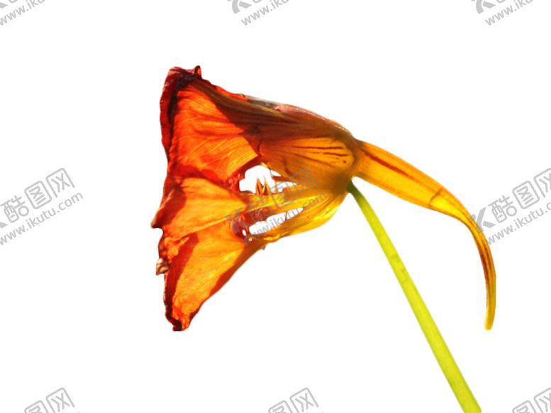 编号：45405210121515276511【酷图网】源文件下载-免抠背景干花枯花