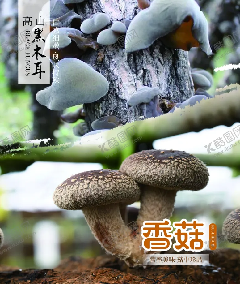 编号：74313112190912143148【酷图网】源文件下载-木耳香菇海报