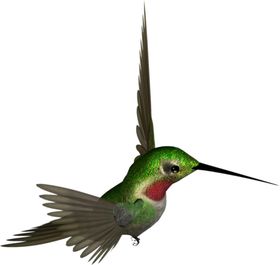 蜂鸟