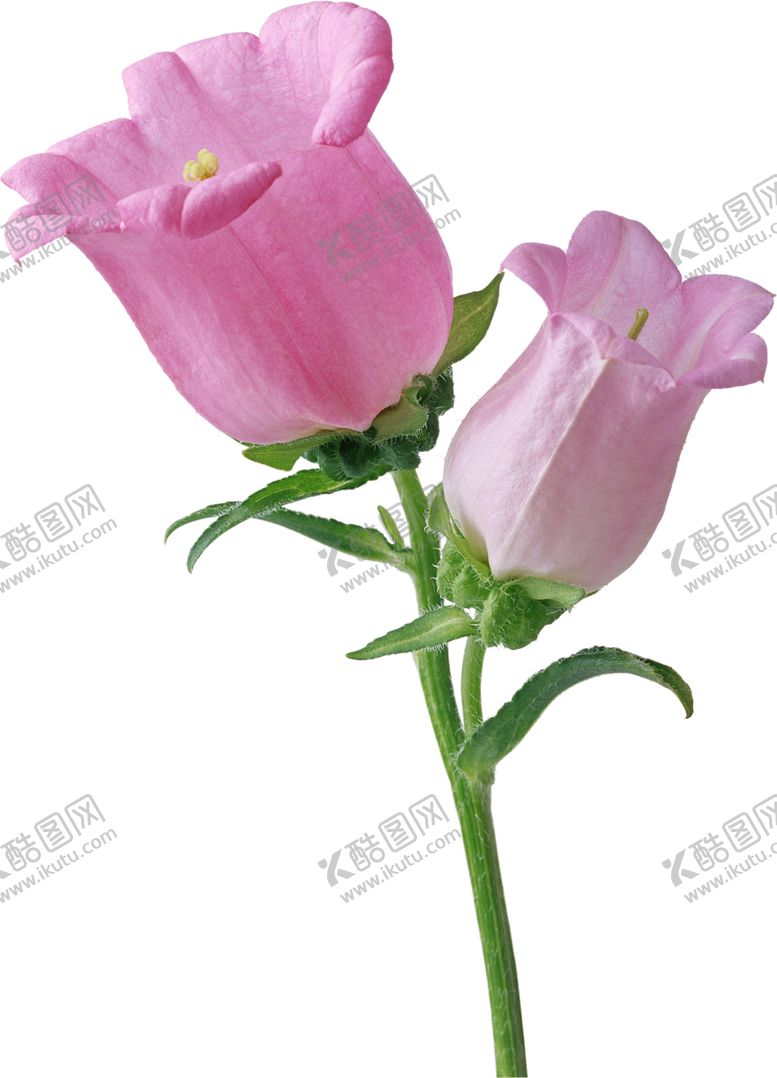 编号：55312401270401037686【酷图网】源文件下载-风铃草