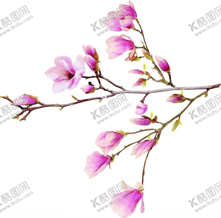 编号：48429012030747123285【酷图网】源文件下载-玉兰花花鸟矢量图