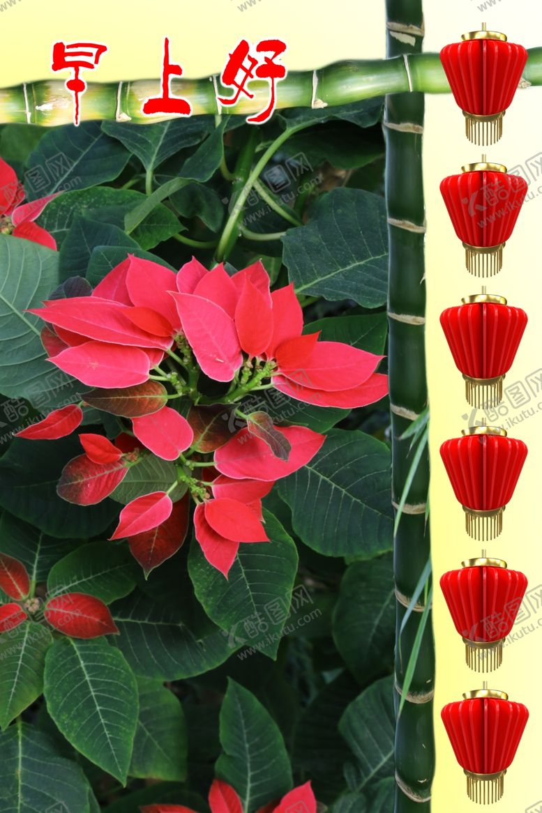 编号：21806510211359348548【酷图网】源文件下载-一品红