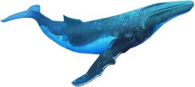 鲸鱼自然生物插画卡通海报素材