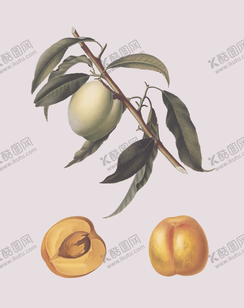 编号：70028810261503271431【酷图网】源文件下载-桃子