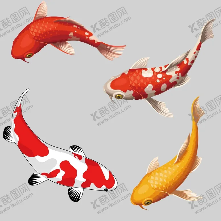 编号：15236410021221029830【酷图网】源文件下载-金鱼