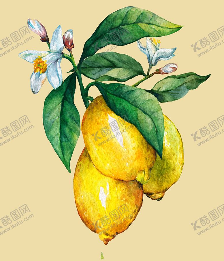 编号：87923904221555137155【酷图网】源文件下载-柠檬
