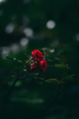 玫瑰自然景观摄影花卉爱情花