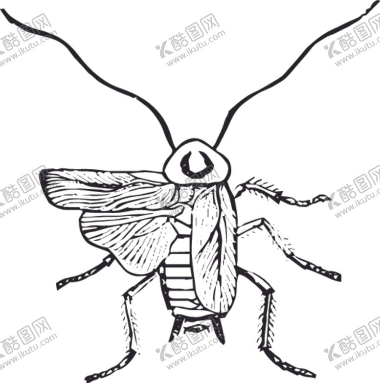 编号：38697210302147525928【酷图网】源文件下载-自然昆虫标本插画