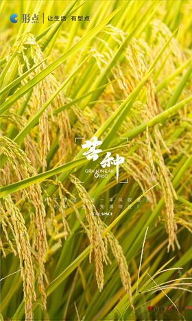 芒种海报设计