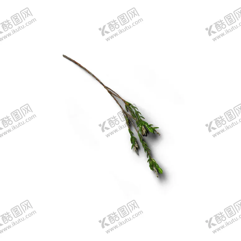编号：34103706250359135834【酷图网】源文件下载-松针