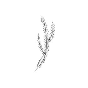 手绘植物叶片