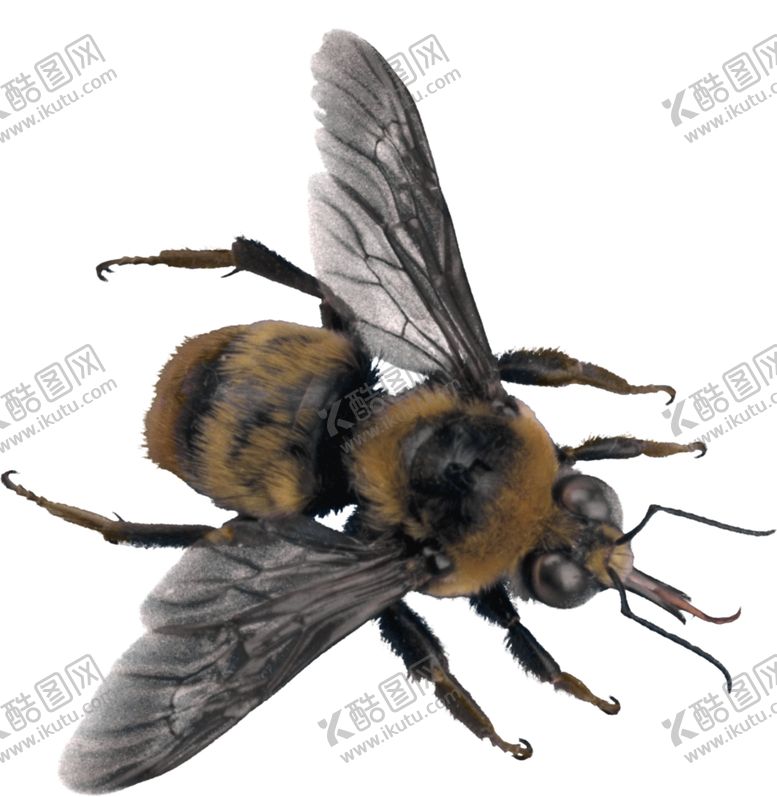 编号：47140703301147554578【酷图网】源文件下载-蜜蜂