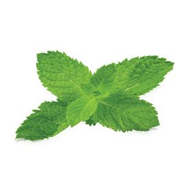 薄荷植物元素