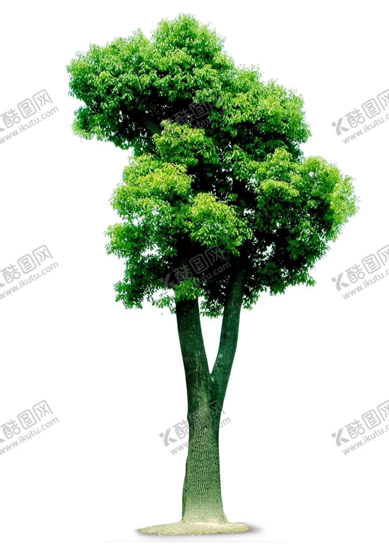 编号：79684907031054002591【酷图网】源文件下载-大樟树