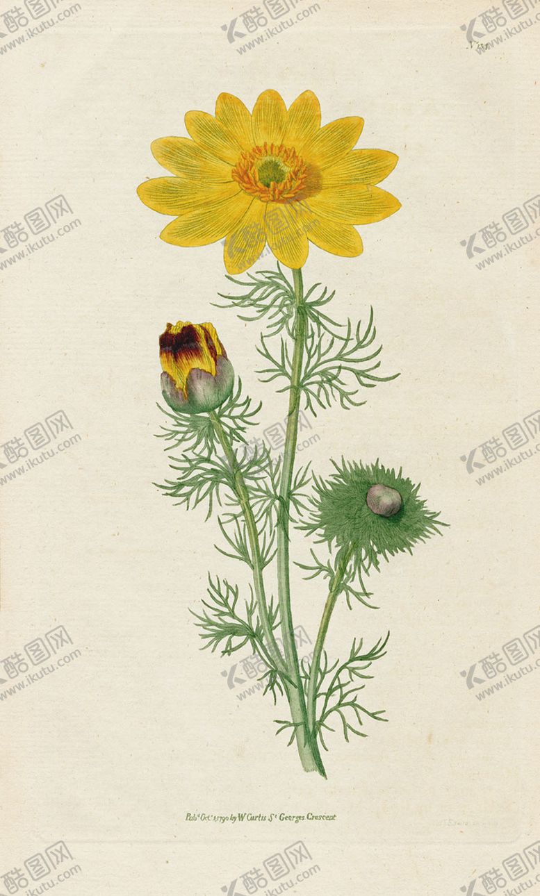 编号：18218105042113426572【酷图网】源文件下载-欧式复古色调花朵植物