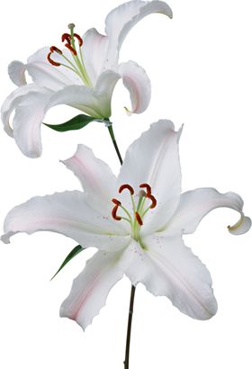 百合花