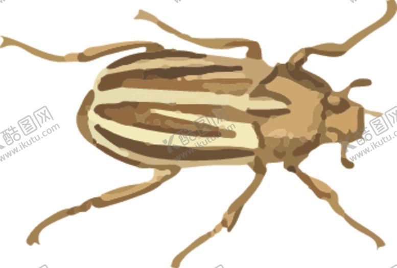 编号：29790810081341432374【酷图网】源文件下载-甲虫昆虫插画