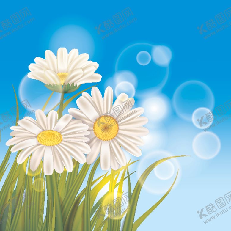 编号：56408710161606554916【酷图网】源文件下载-雏菊