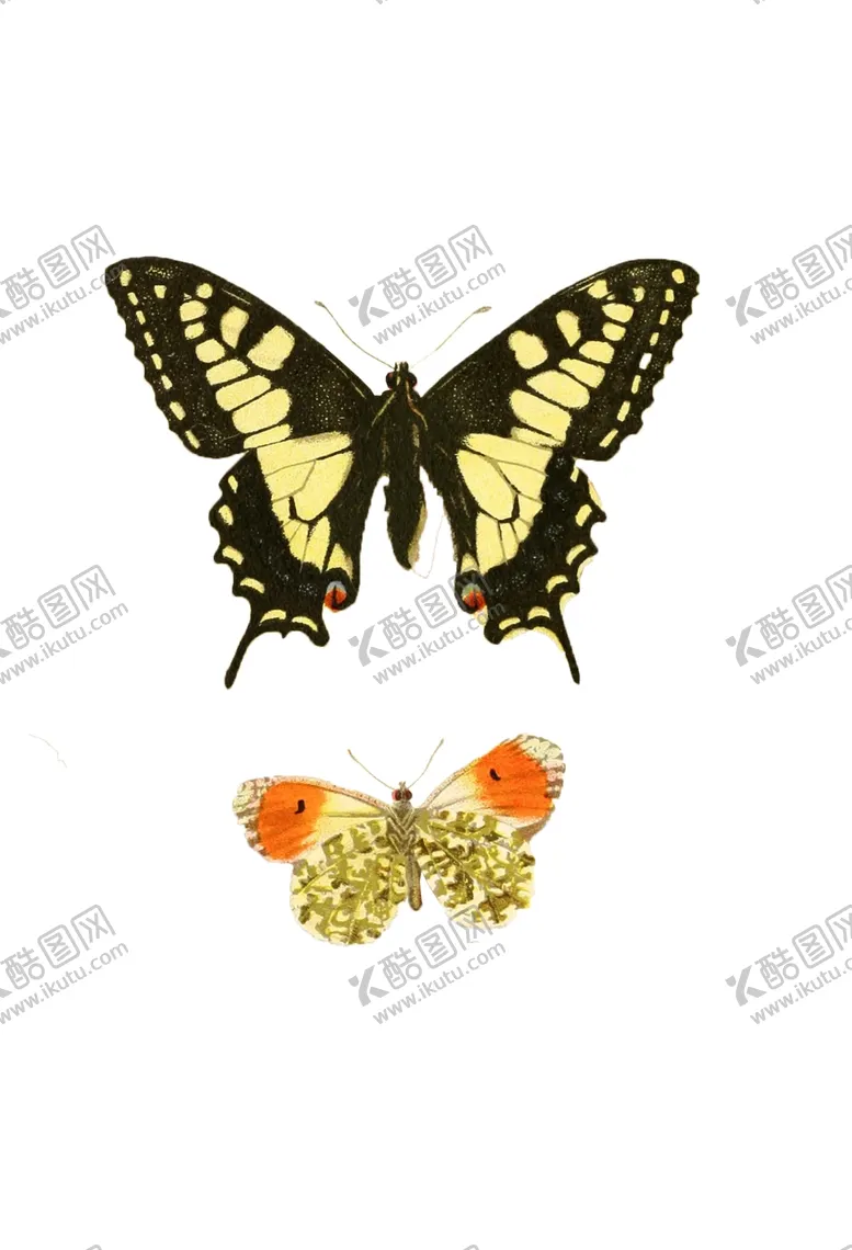 编号：14875304212024261933【酷图网】源文件下载-蝴蝶