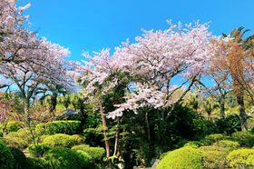 温泉樱花