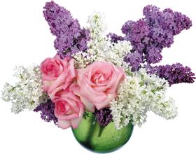 丁香花