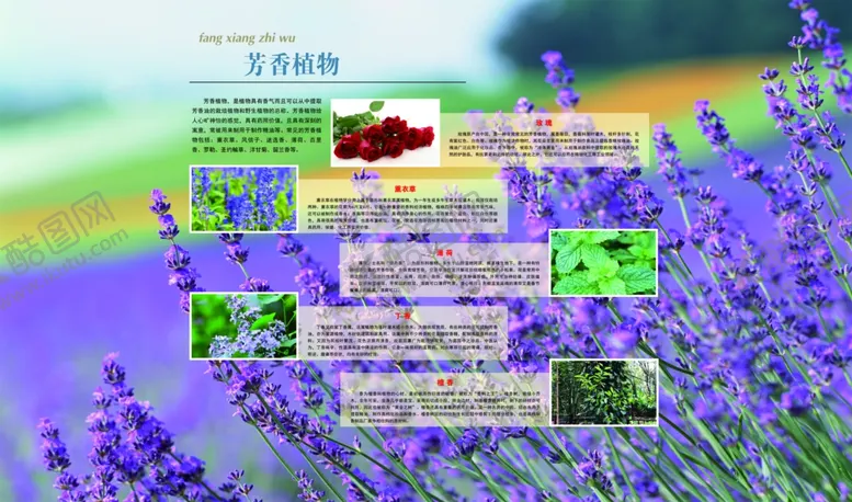 编号：78195709291355481168【酷图网】源文件下载-芳香植物