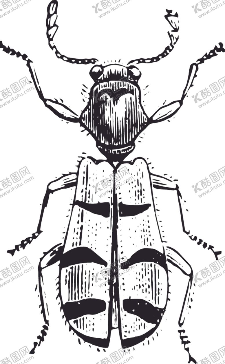 编号：62719210230655496645【酷图网】源文件下载-自然昆虫标本插画
