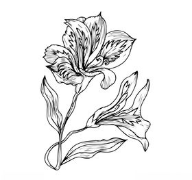 百合花
