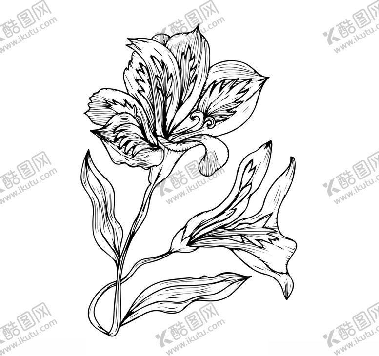 编号：63312609230708017919【酷图网】源文件下载-百合花
