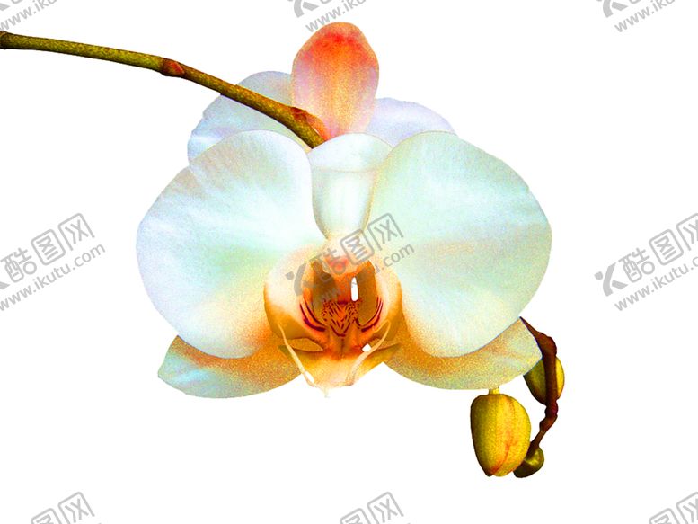 编号：22481609220639341142【酷图网】源文件下载-花素材