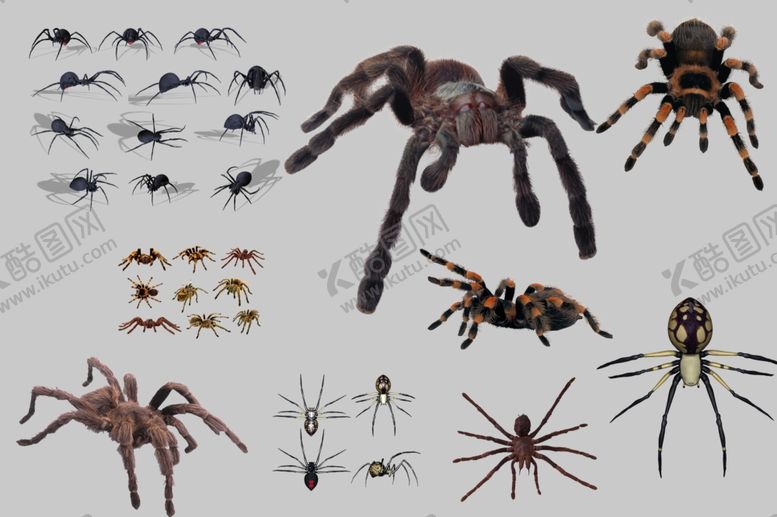 编号：88639609211814383122【酷图网】源文件下载-蜘蛛