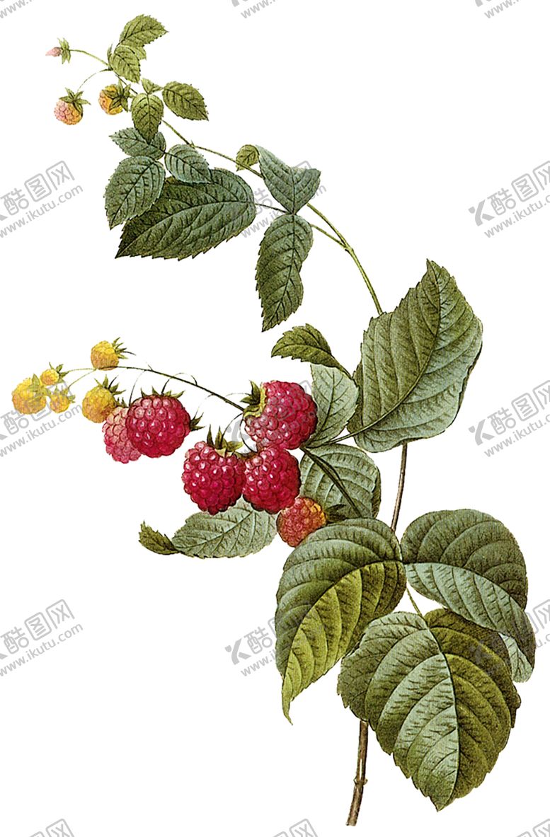 编号：50545309182313405093【酷图网】源文件下载-植物