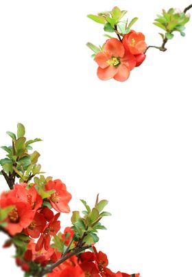 海棠花