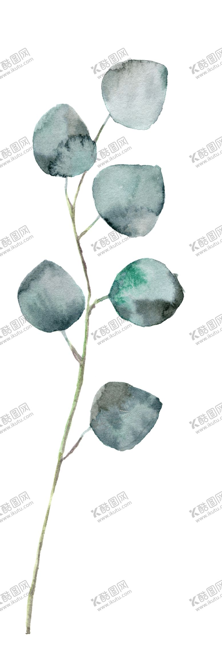 编号：18698109290007112572【酷图网】源文件下载-热带植物尤加利