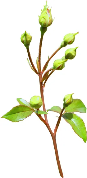 手绘花卉清新植物水彩边森系纹