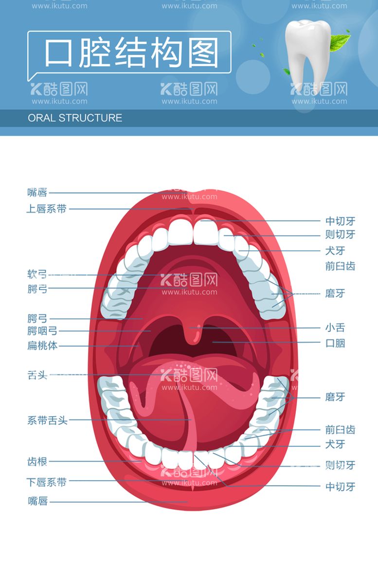 编号：76819209150021137258【酷图网】源文件下载-口腔结构图