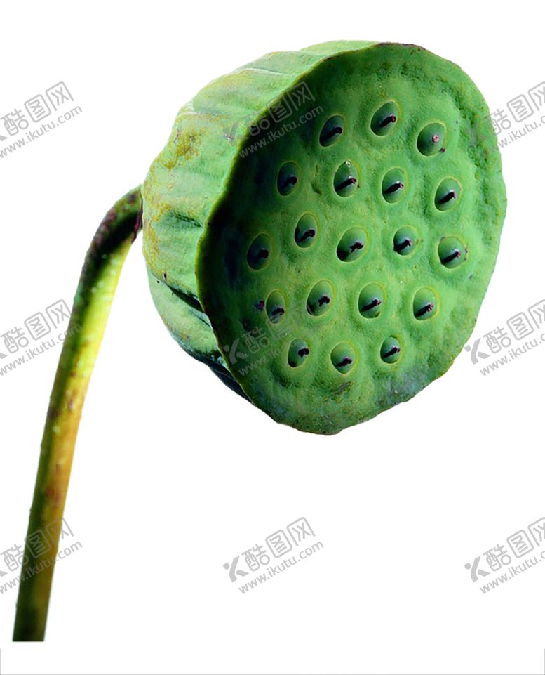 编号：10508710161354478895【酷图网】源文件下载-绿色相框