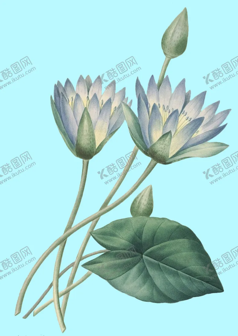 编号：23229906270159167564【酷图网】源文件下载-手绘花