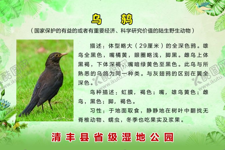 编号：12896409150954329673【酷图网】源文件下载-鸟类简介