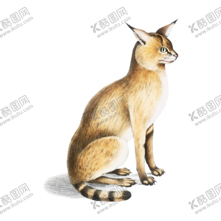 编号：16528309251654226309【酷图网】源文件下载-野生动物插图