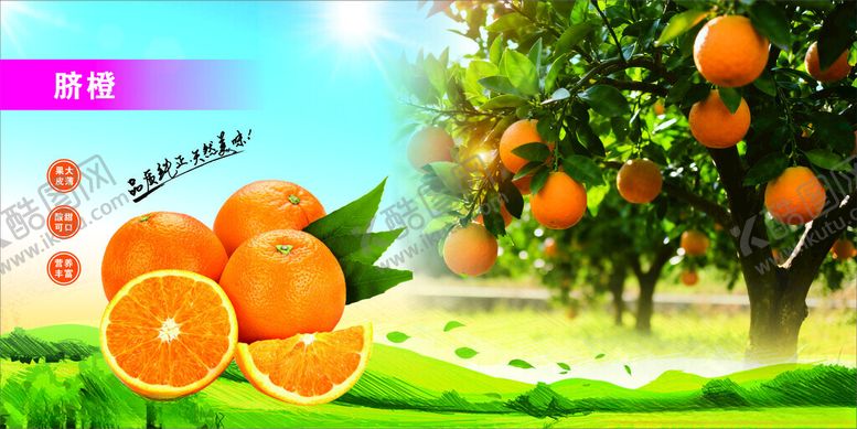 编号：21189204201605511824【酷图网】源文件下载-脐橙橙子