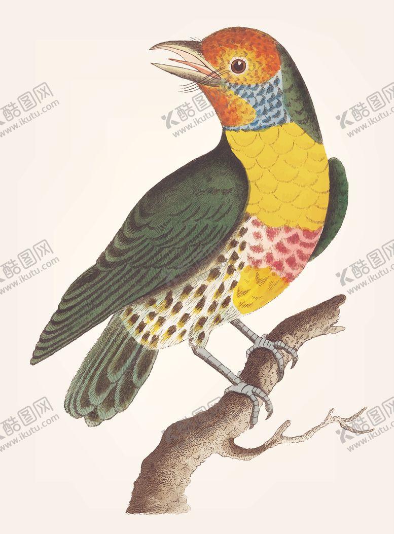 编号：47190106182204373883【酷图网】源文件下载-鸟类插画